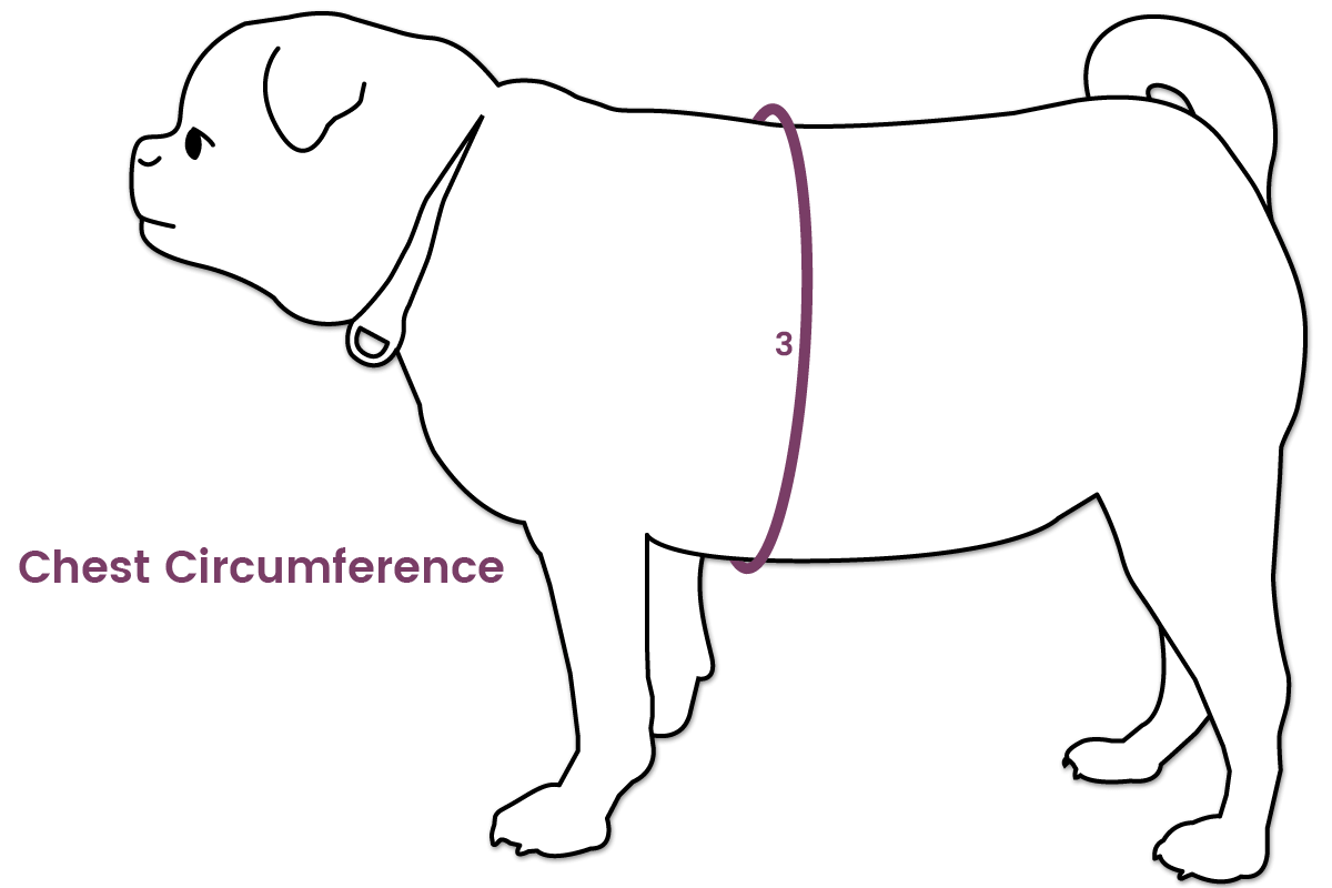 Chest Circumference